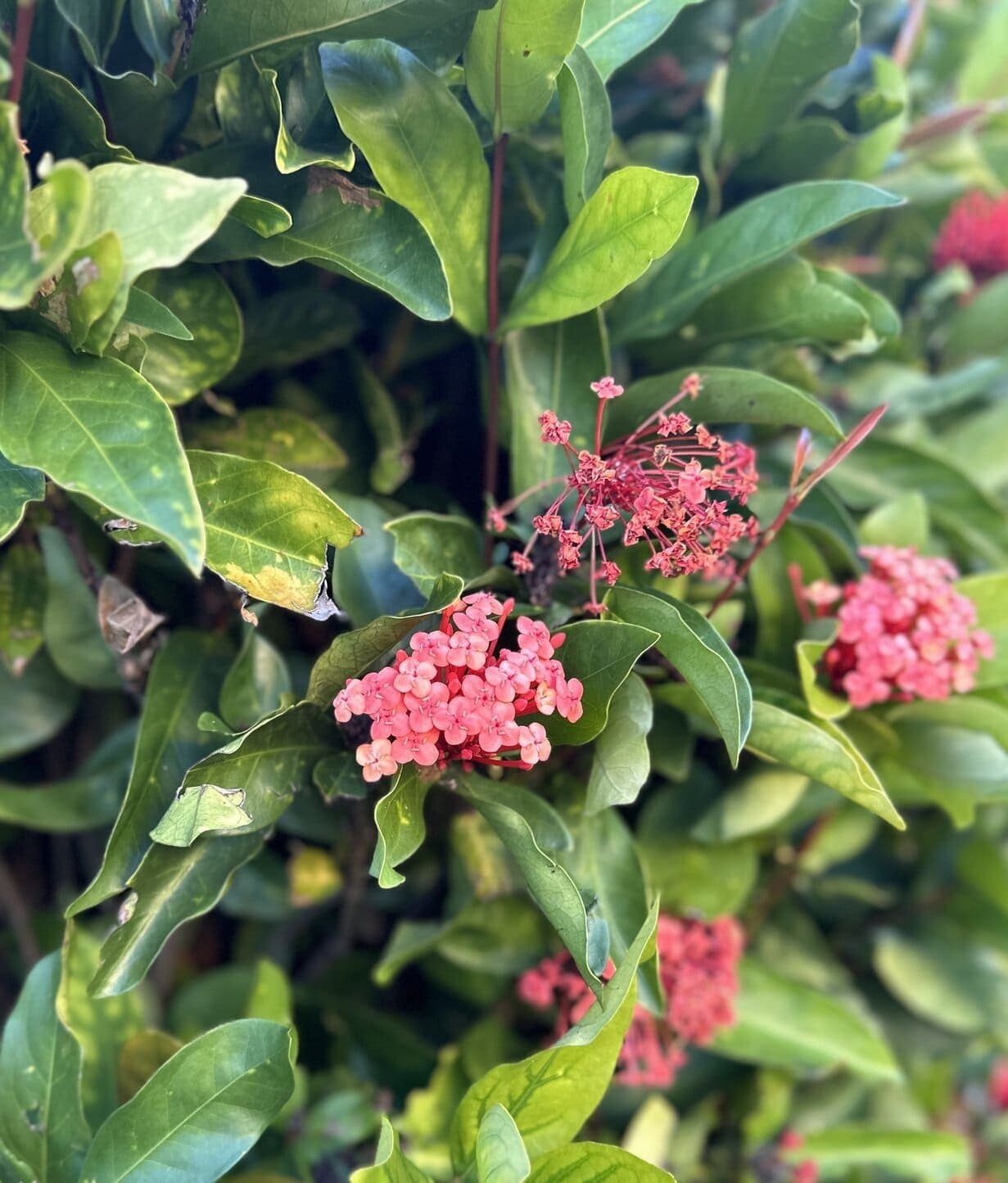 Pink flowering plants in the landscaped surrounds