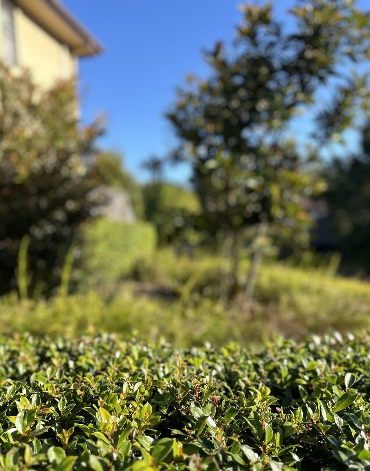 Green hedge foliage within the grounds
