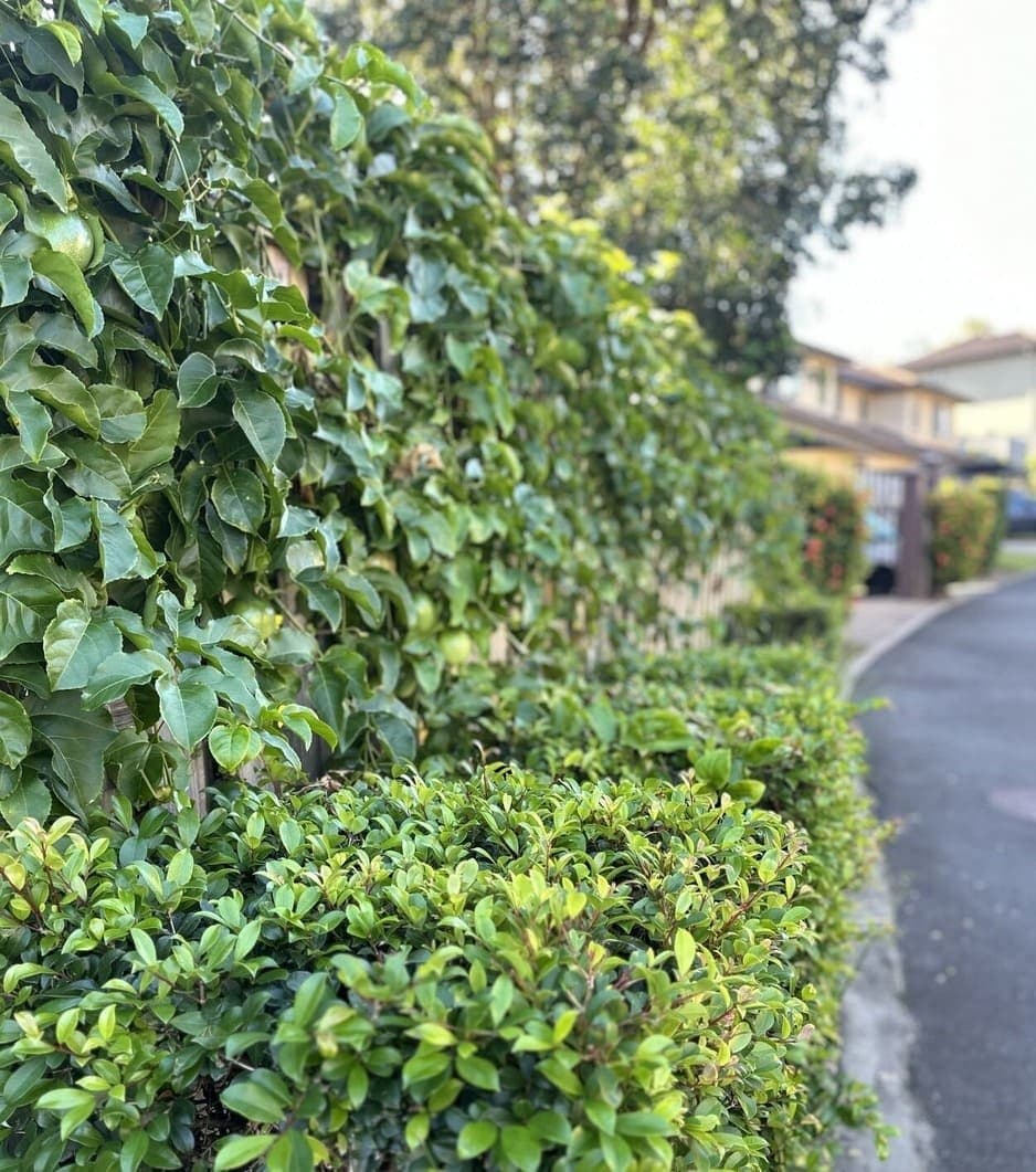 The main access hedge at the entry to the community